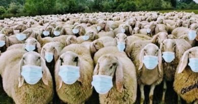 nZ sheeps